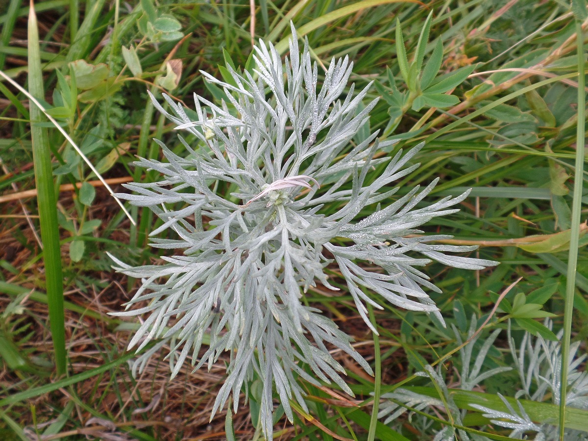 Изображение особи Artemisia sericea.