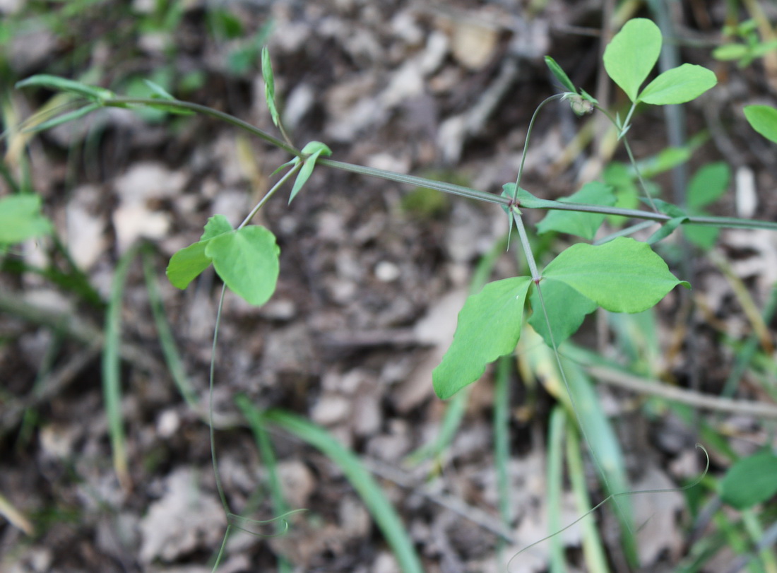 Изображение особи Lathyrus rotundifolius.