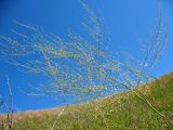 Asparagus officinalis