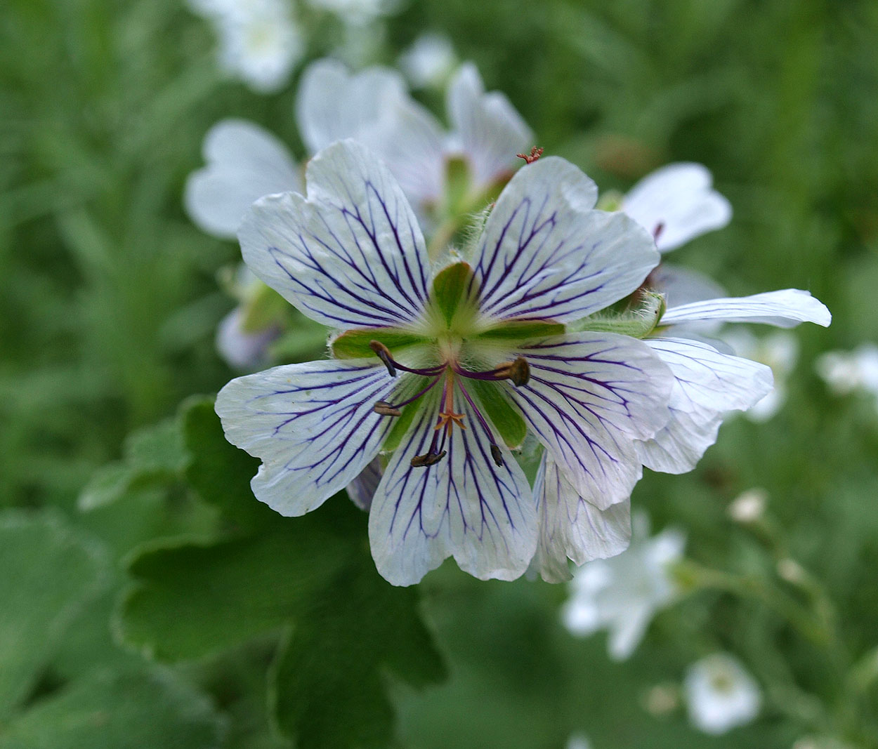 Изображение особи Geranium renardii.