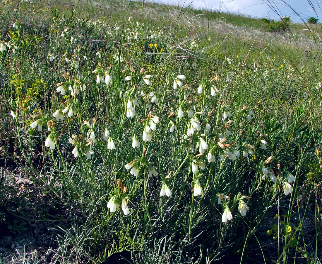 Изображение особи Onosma tanaitica.