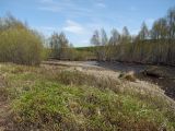 Salix saxatilis