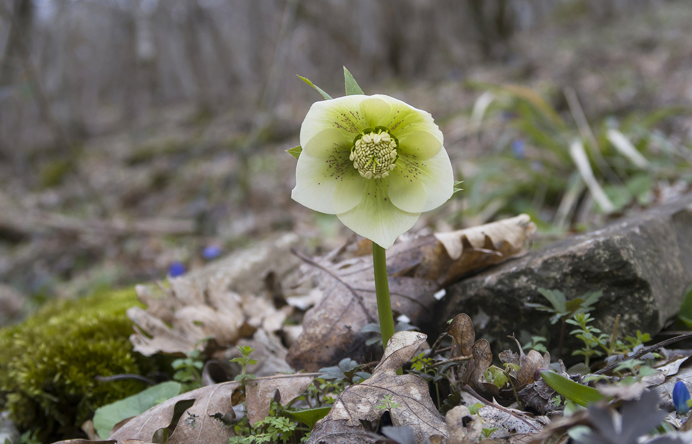 Image of Helleborus caucasicus specimen.