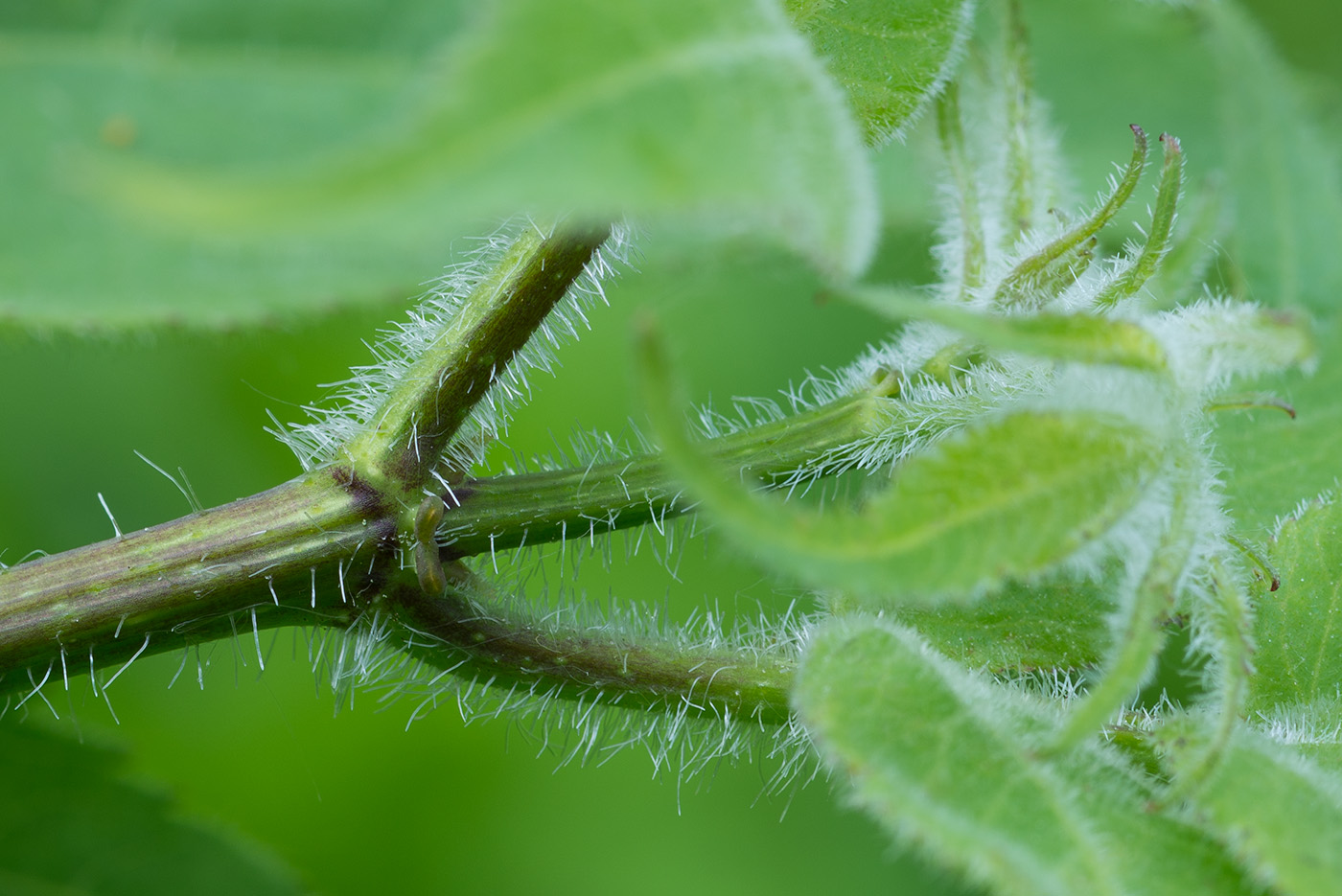 Изображение особи Sambucus sibirica.