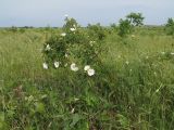 Rosa marginata