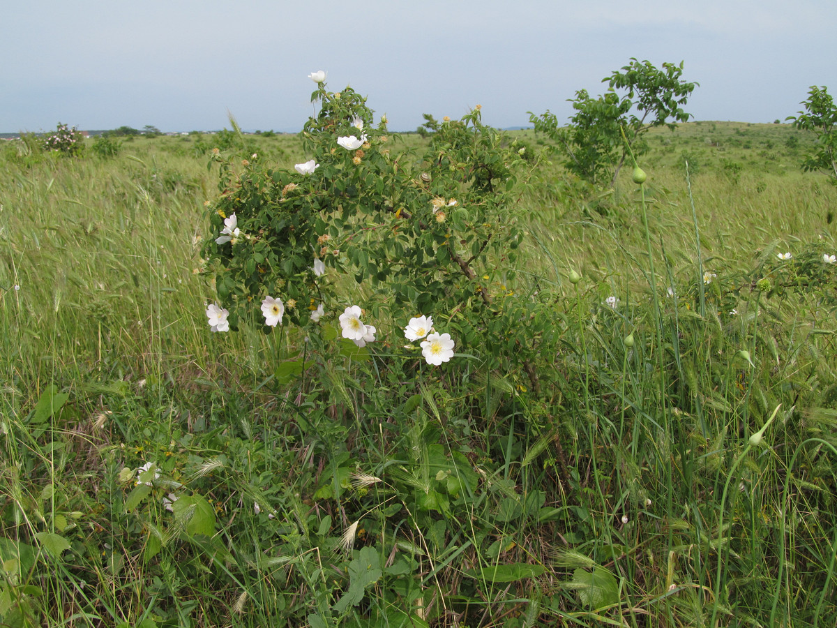 Изображение особи Rosa marginata.