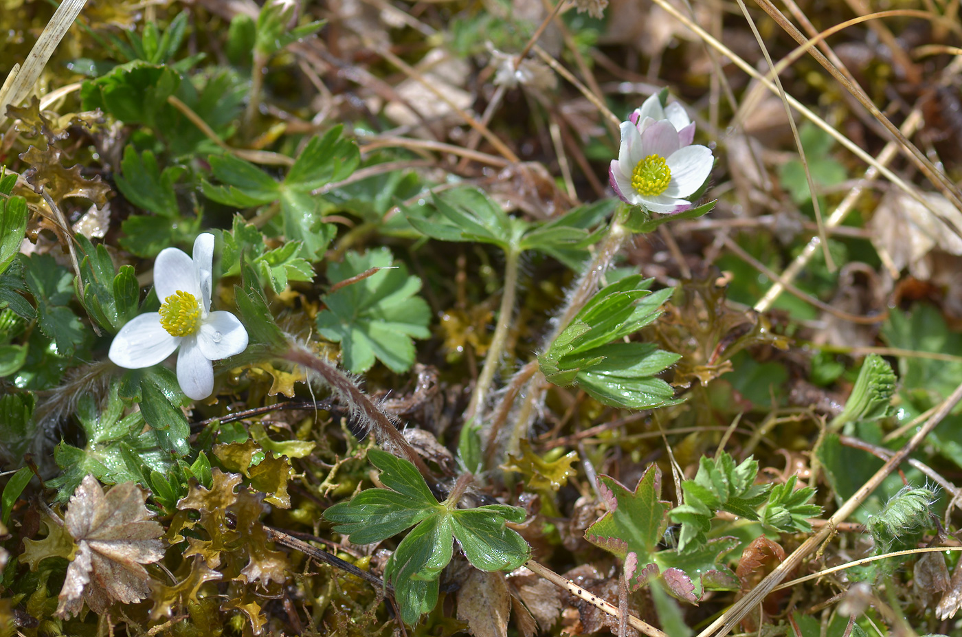 Изображение особи Anemonastrum speciosum.