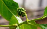 Morinda citrifolia. Часть побега с незрелым соплодием. Израиль, Шарон, г. Тель-Авив, ботанический сад университета. 22.10.2018.