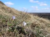 Crocus reticulatus