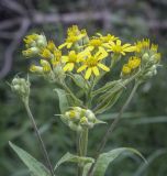 Senecio nemorensis