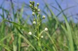 Habenaria linearifolia. Соцветие в бутонах. Приморье, Хасанский р-н, п-ов Краббе, приморский луг. 25.07.2021.