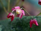 Epimedium rubrum