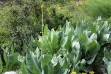 Ligularia heterophylla