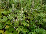 Artemisia opulenta