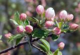 Malus orientalis