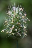 Phleum alpinum. Соцветие. Кольский п-ов, Хибины, подножье горы Тахтарвумчорр, дорога через березняк. 12.08.2010.