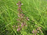 Pedicularis karoi