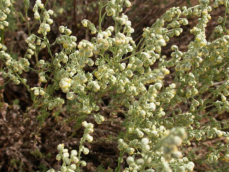 Изображение особи Artemisia frigida.