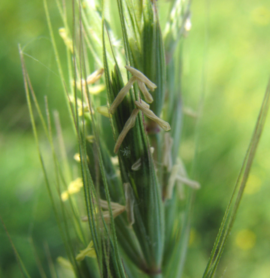 Изображение особи Leymus racemosus ssp. crassinervius.