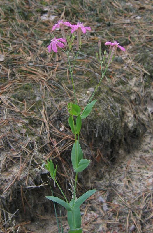 Изображение особи Silene lituanica.