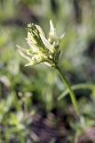 Astragalus hissaricus