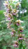 Epipactis helleborine. Часть соцветия. Крым, окр. Ялты, ущелье Уч-Кош, сосновый лес. 5 июля 2011 г.