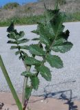 Brassica sisymbrioides