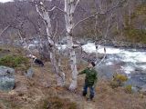 род Betula. Крупное растение в пойме Ильинского ручья. Кольский п-ов, Восточный Мурман, окр. Туманный, 12.06.2008.