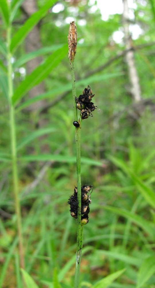 Изображение особи Carex vaginata.