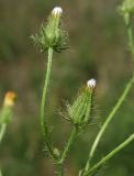 Crepis setosa. Верхушки побегов с нераскрывшимися соплодиями. Крым, окр. Щебетовки. 20.05.2012.