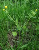 Ranunculus auricomus