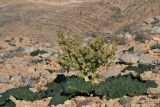 Rheum palaestinum. Цветущее растение. Israel, Negev Mountains. 23.02.2010.
