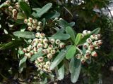 genus Pyracantha. Ветвь с плодами. Испания, автономное сообщество Андалусия, провинция Севилья, комарка Большая Севилья, г. Севилья, парк. 14.07.2012.