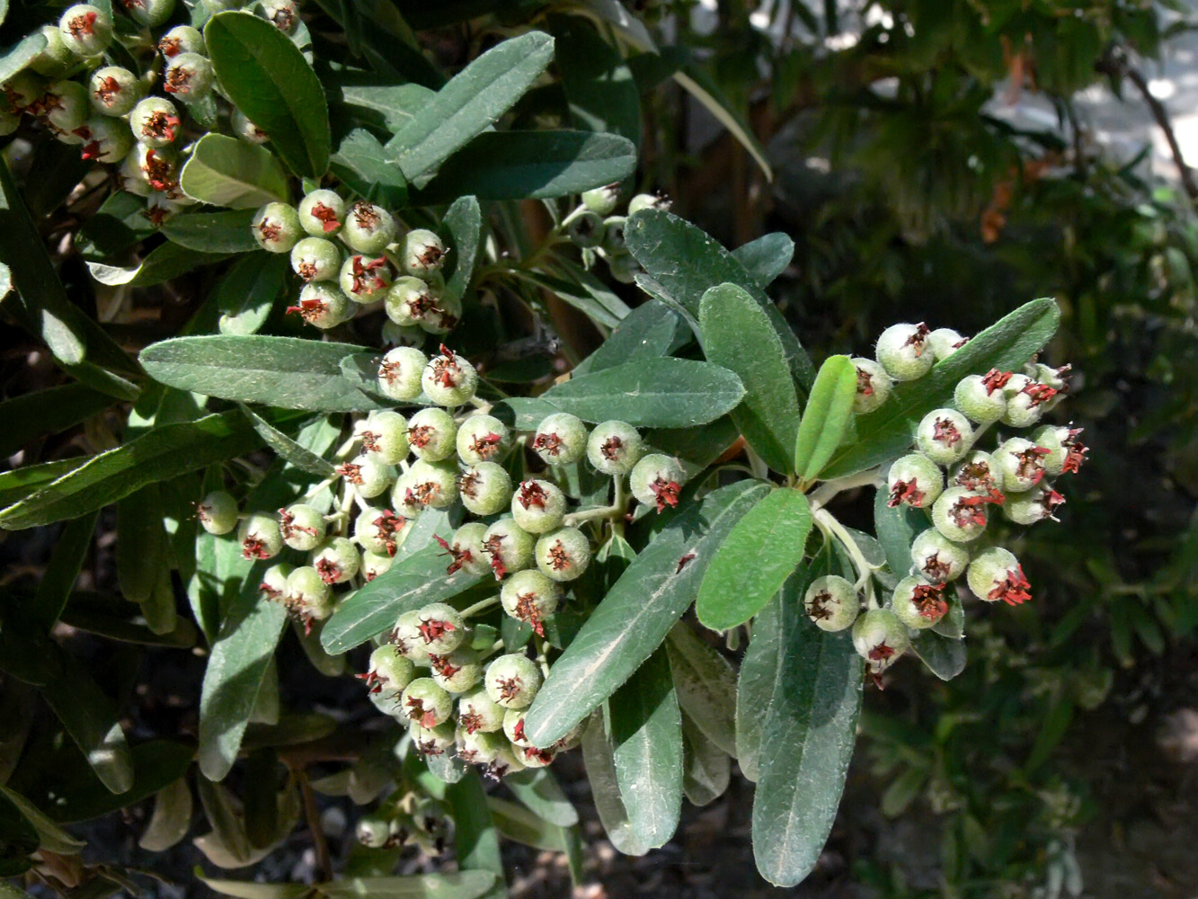 Image of genus Pyracantha specimen.