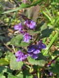 Glechoma hederacea. Верхушка цветущего растения. Крым, Карадагский заповедник, парк биостанции. 24 апреля 2013 г.