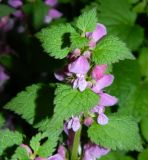 Lamium maculatum