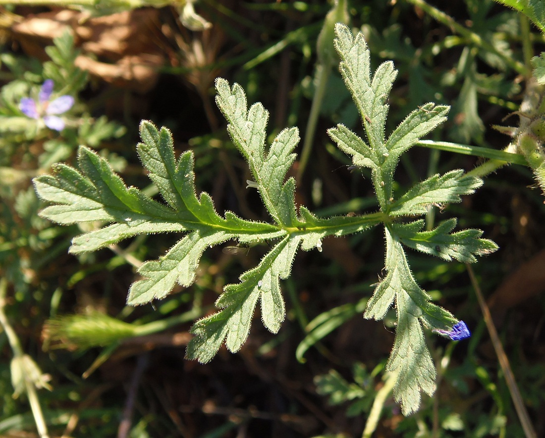 Изображение особи Erodium ciconium.