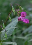 Impatiens glandulifera