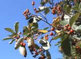 Sorbus intermedia. Плодоносящая ветвь. Германия, г. Кемпен, у дороги. 15.09.2013.