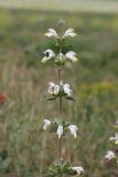 Phlomoides labiosa. Верхушка цветущего растения с кормящейся бронзовкой Oxythyrea cinctella. Южный Казахстан, нижний Боролдай, лощина Акжар. 10.05.2013.