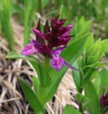 Dactylorhiza euxina. Верхушка цветущего растения. Карачаево-Черкесия, Архыз, долина р. Псыш, альпика, 2250 м н.у.м. 13.06.2014.