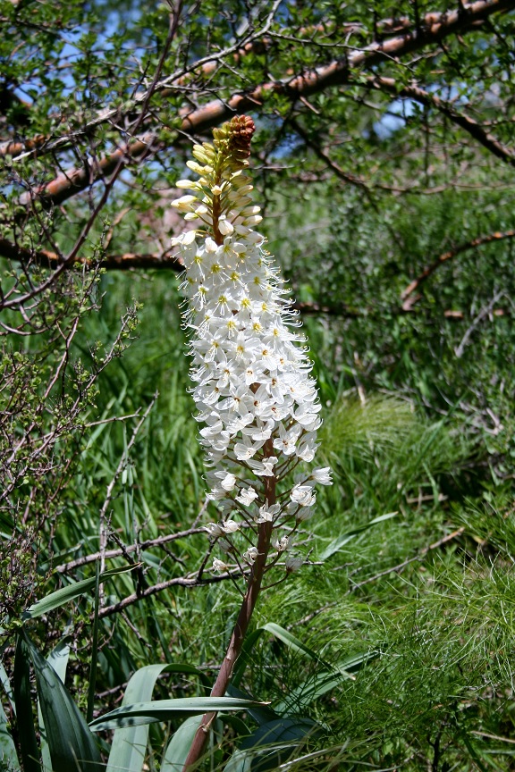 Image of Eremurus lactiflorus specimen.