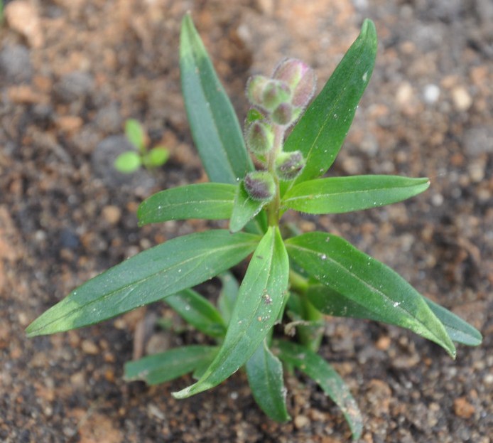 Изображение особи Antirrhinum majus.