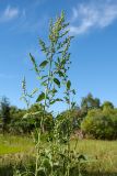 Chenopodium album