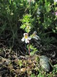 Euphrasia petiolaris