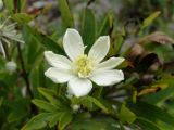 Clematis hexapetala