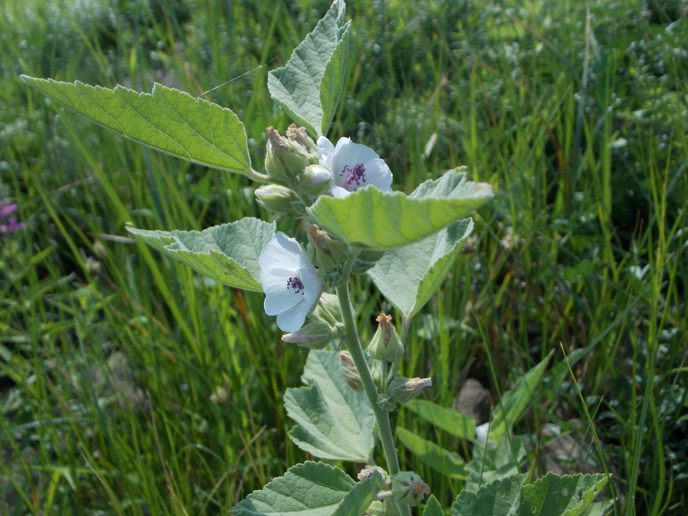 Изображение особи Althaea officinalis.