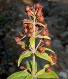 Lysimachia verticillaris