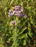 Origanum vulgare. Верхушка растения с соцветием. Украина, Запорожский р-н, Дурная балка, разнотравная степь. 17.07.2016.