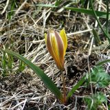 Tulipa uniflora. Цветущее растение. Республика Алтай, Шебалинский р-н, окр. с. Топучая, юго-западный каменистый склон. 9 мая 2009 г.